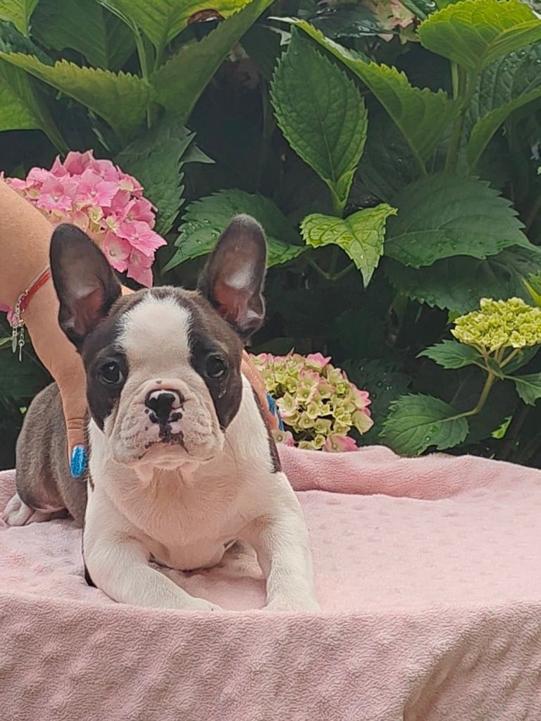 Boston Terrier suczka ZKwP FCI