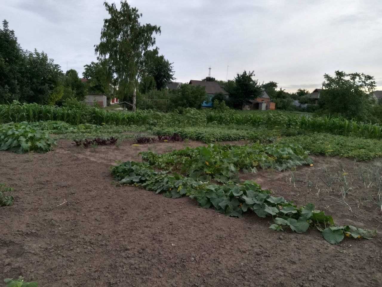 Земельна ділянка 23 сот. у Липовці, півгодини від Вінниці