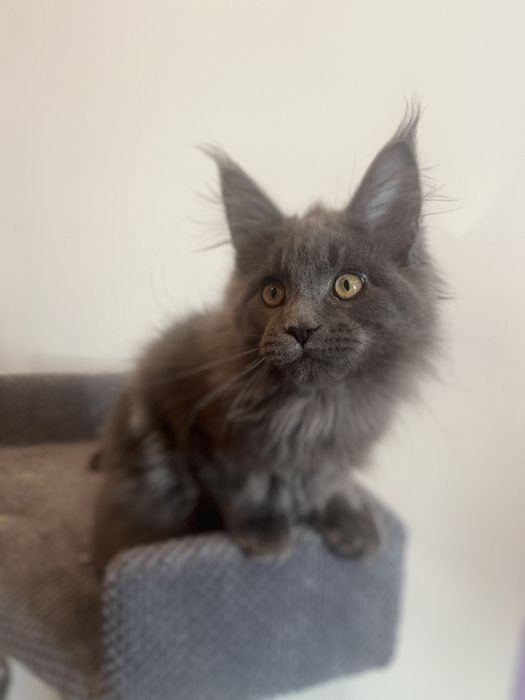 Голубий Мейн-кун