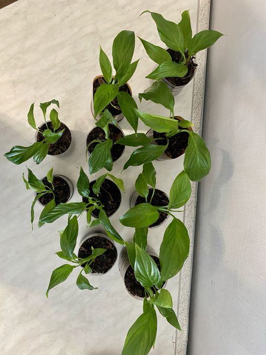 Спатифіллум ( жіноче щастя ) 30 грн.