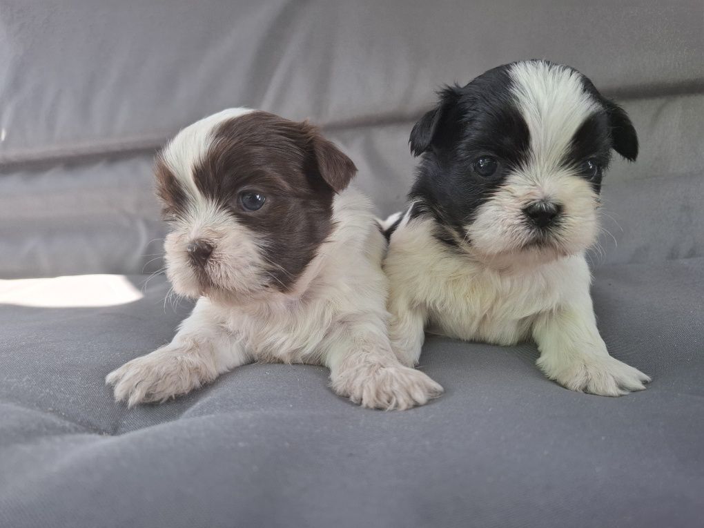 Shih tzu suczka z genem czekoladowym