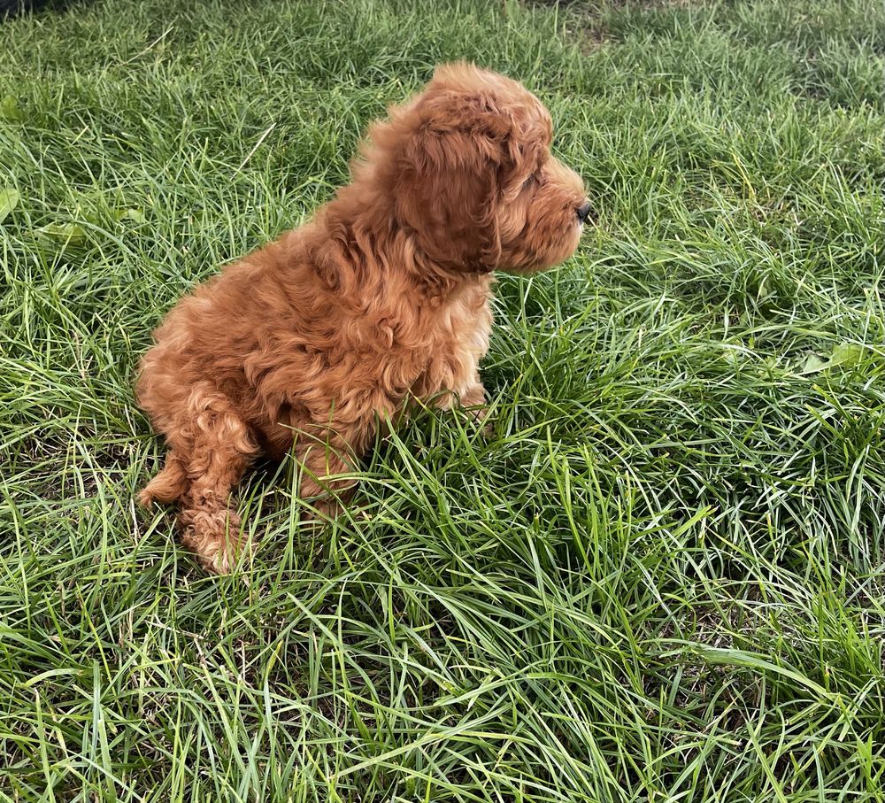 Maltipoo F1 uroczy samczyk