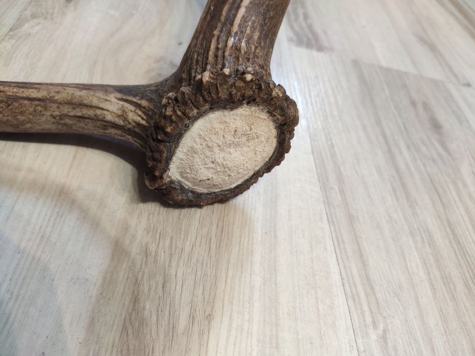 Poróże,rogi Jelenia.