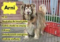 Arni - 9 letni, w typie husky, wykastrowany szuka domu :)