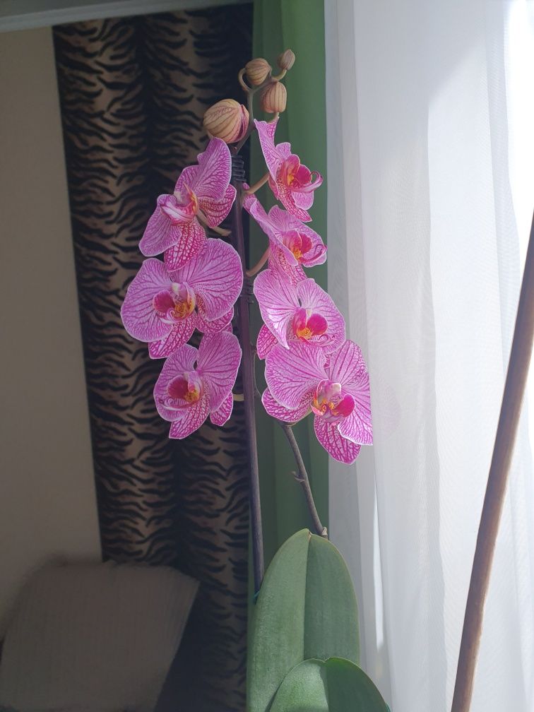 Орхидея на подарок