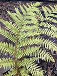 Feto arboreo para jardim tropical