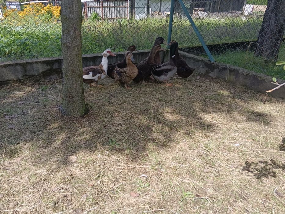 Kaczki biegusy staropolskie i ruańskie