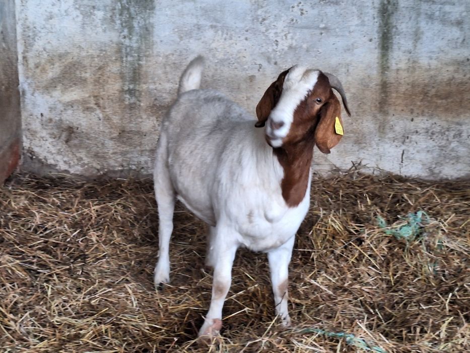 Cabra Boer Pura.