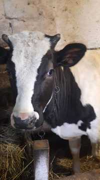 Продам телицю 1 рік, на молоко, від хорошої корови.