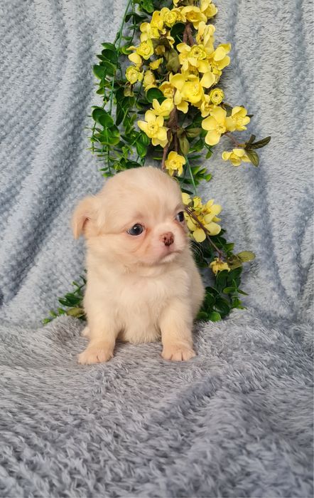 Excelente mini menina pelo longo Chihuahua/Chiuaua de Qualidade