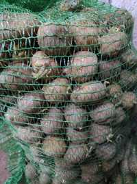 Sadzonka ziemniaka