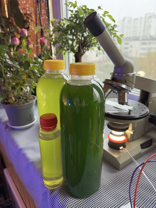 Тетраселміс Tetraselmis. Наннохлоропсис Nannochloropsis. Фітопланктон.