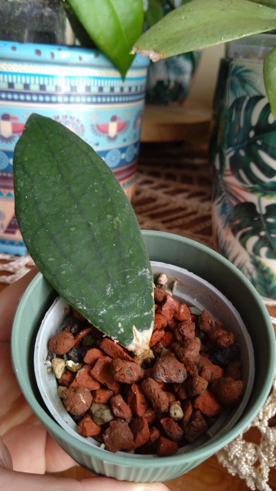 Hoya hoja Jennifer