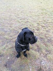 Cane corso, sunia