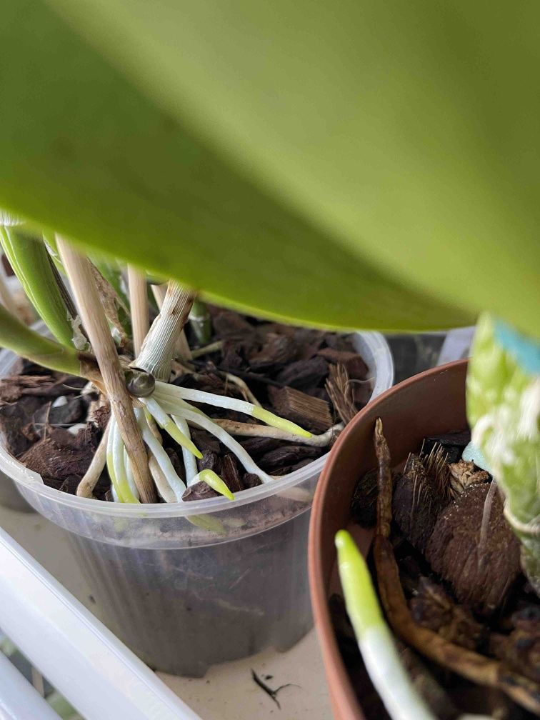 Добриво Katana Roots, кімнатні рослини, орхідеї