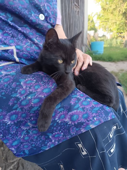 Oddam kotki w dobre ręce