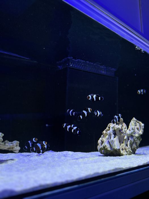 Amphiprion ocellaris S/M 4-5 cm Black Błazenek Czarny Akwarium Morskie