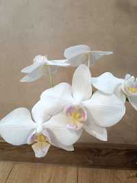 Орхідея білого кольору