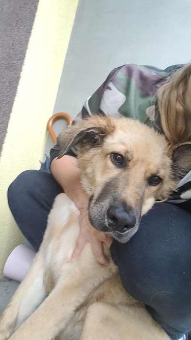 Szczeniak do oddania