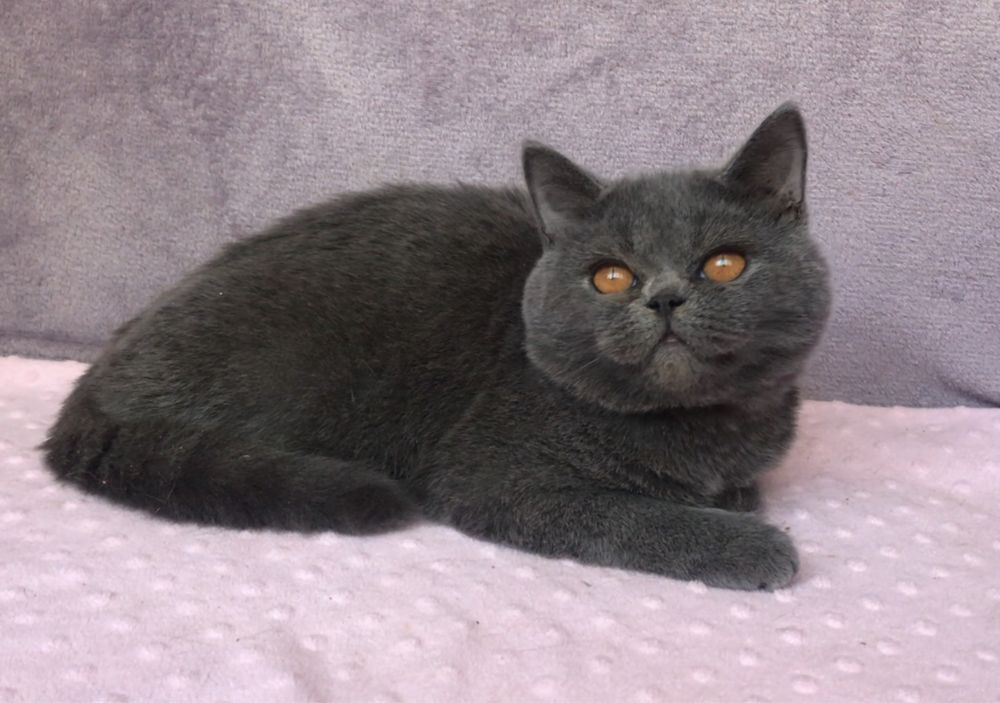 Котик британский.