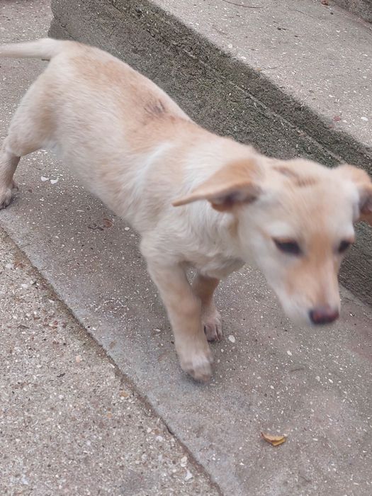 Щенок в хорошие руки