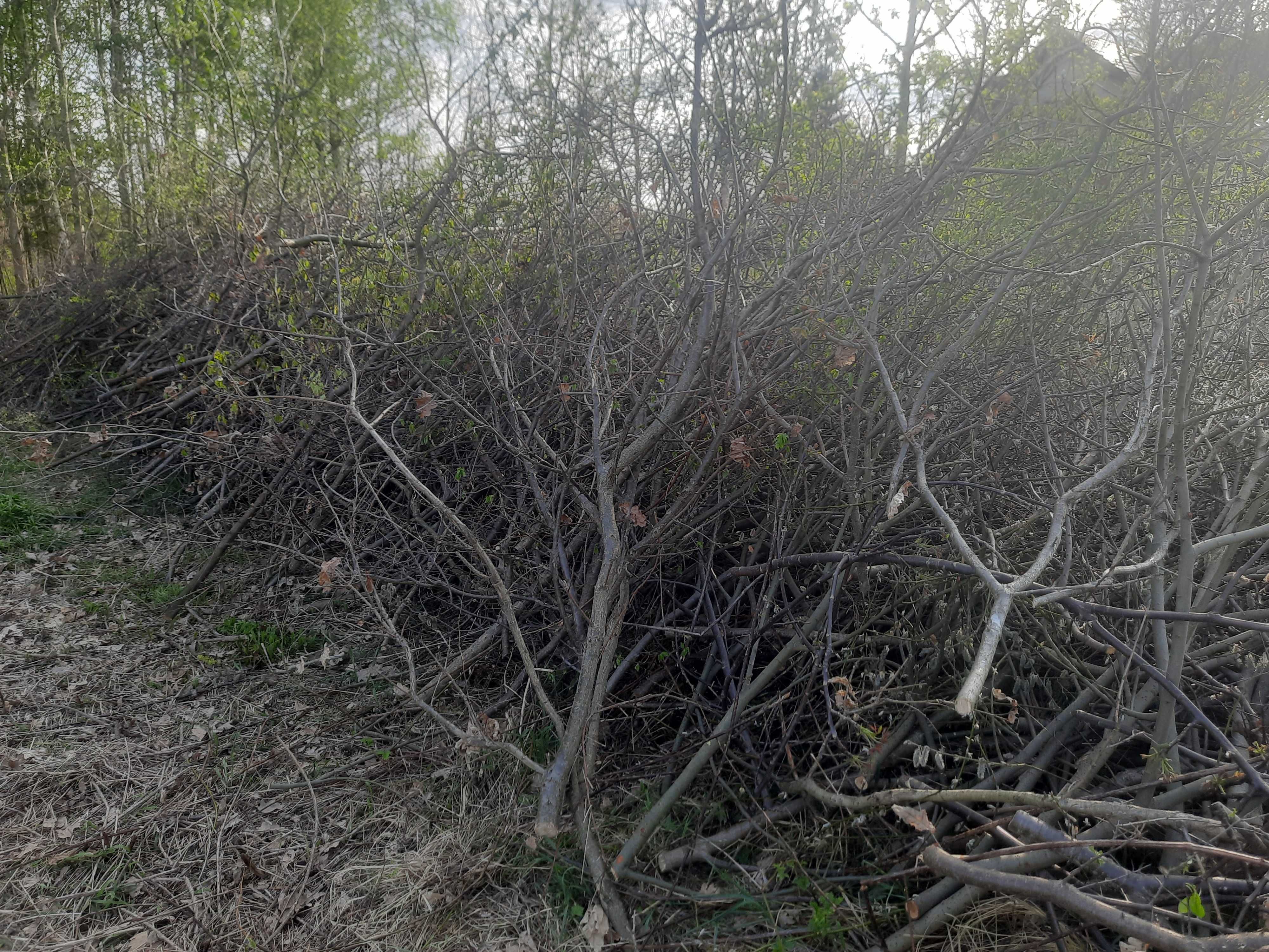 Gałęzie, gałązówka, na rębak oddam za darmo