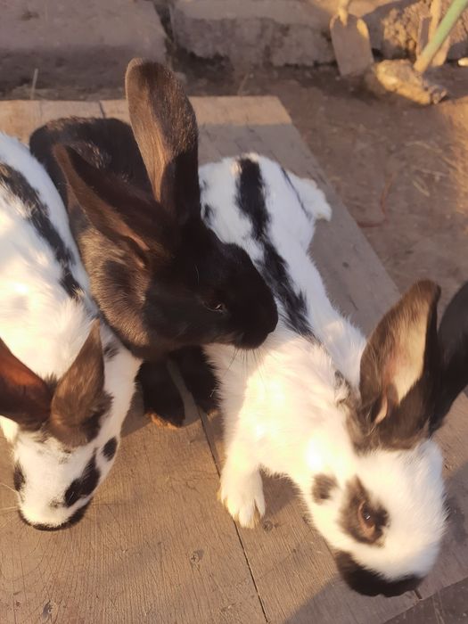 Кролі. Кролята. Німецький строкач