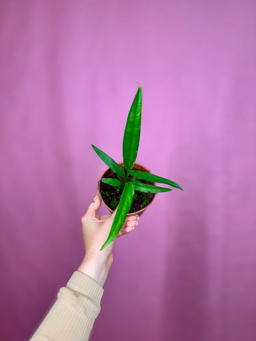 monstera obliqua yasuni