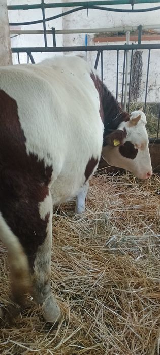 Jałówka wysokocielna