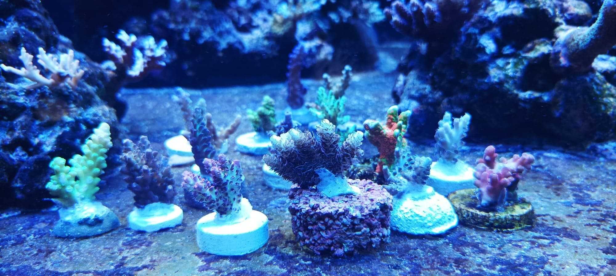 Acropora strawberry koralowce sps szczepki akwarium morskie