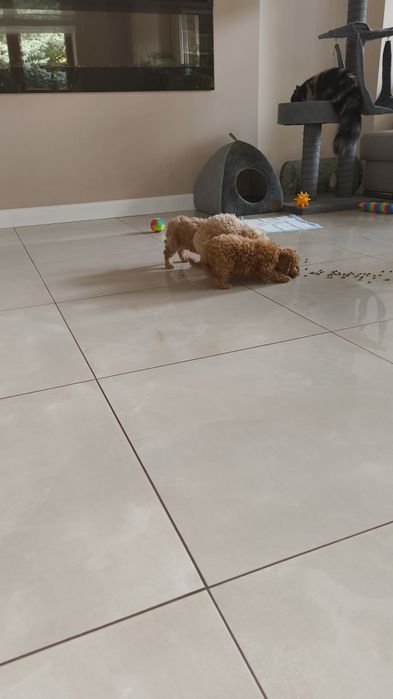 Pudel Red Miniaturowy urocze maleństwo