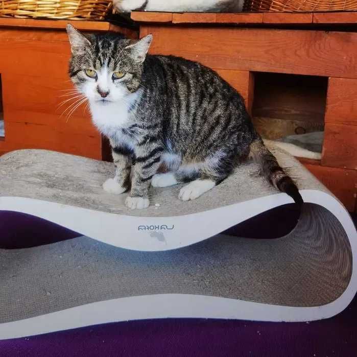 Mądry kocur Teoś czeka na swojego człowieka