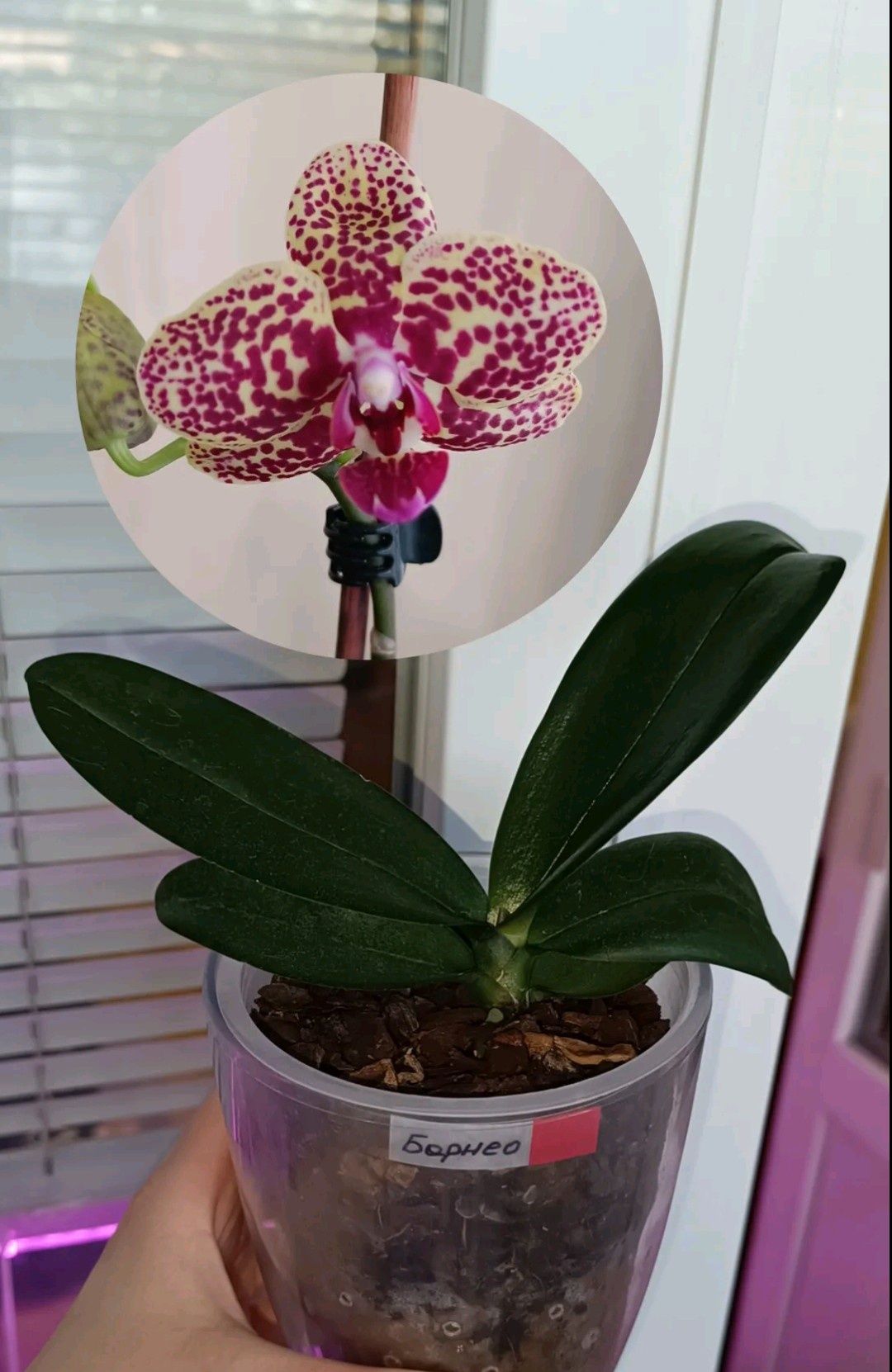 Орхидея Борнео, подросток
