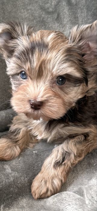 Yorkshire Terrier Chocomerle- sunia