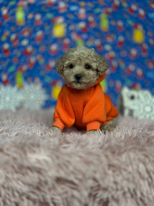 Жваві та повністю здорові цуценята. Мальтіпу. Мальтипу;