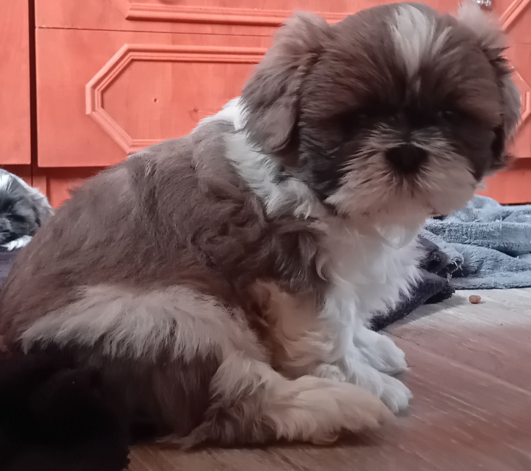 Szczeniak Shih-Tzu