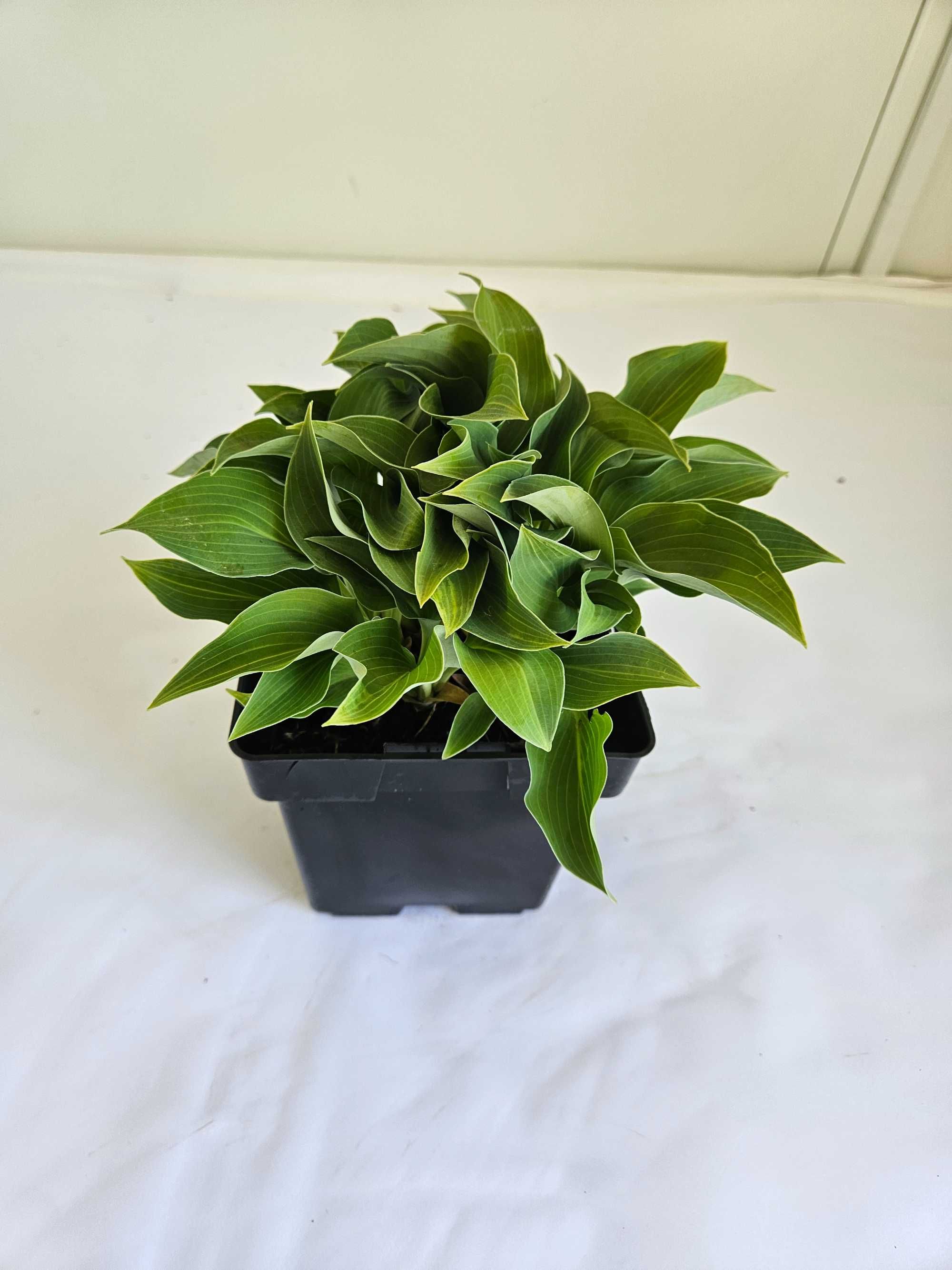 FUNKIA HOSTA  roślina do cienia  pojemnik 1L