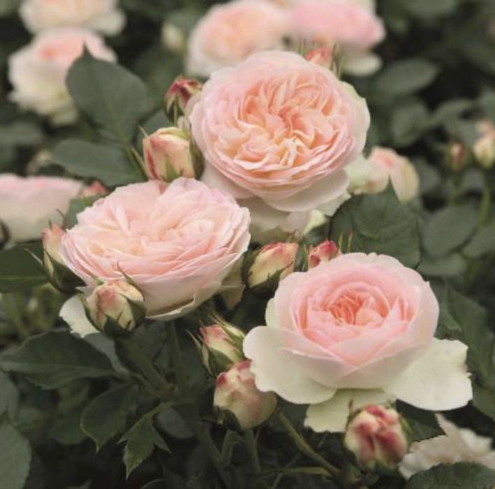 Róża rabatowa Pastella