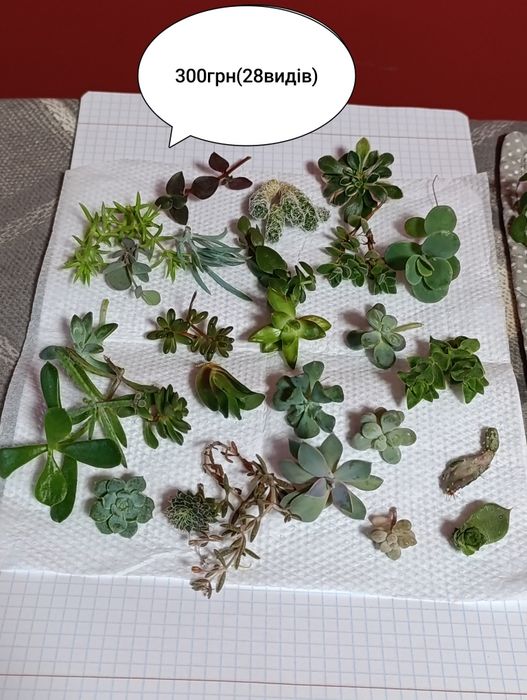 Сукуленти кімнатні