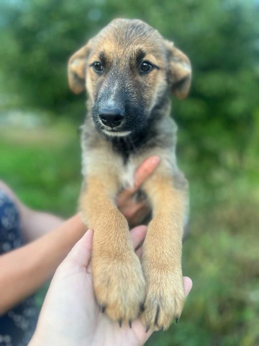Віддам песика у добрі руки