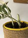 Monstera variegata