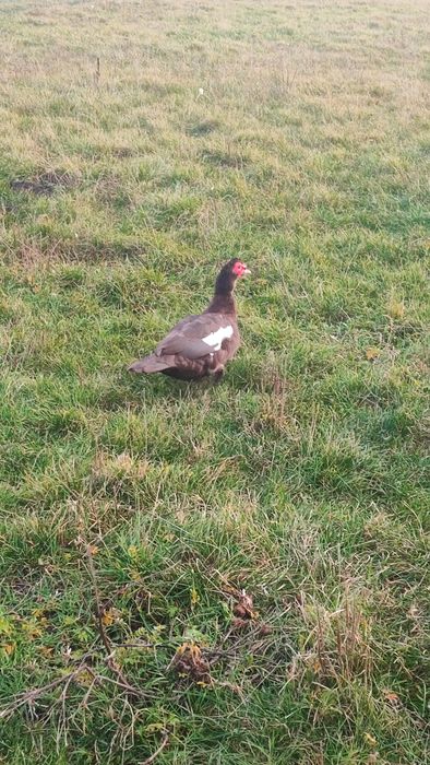 Kaczki czekoladowe i Gęsi Landes