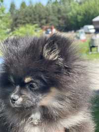 Szpic minaturowy pomeranian