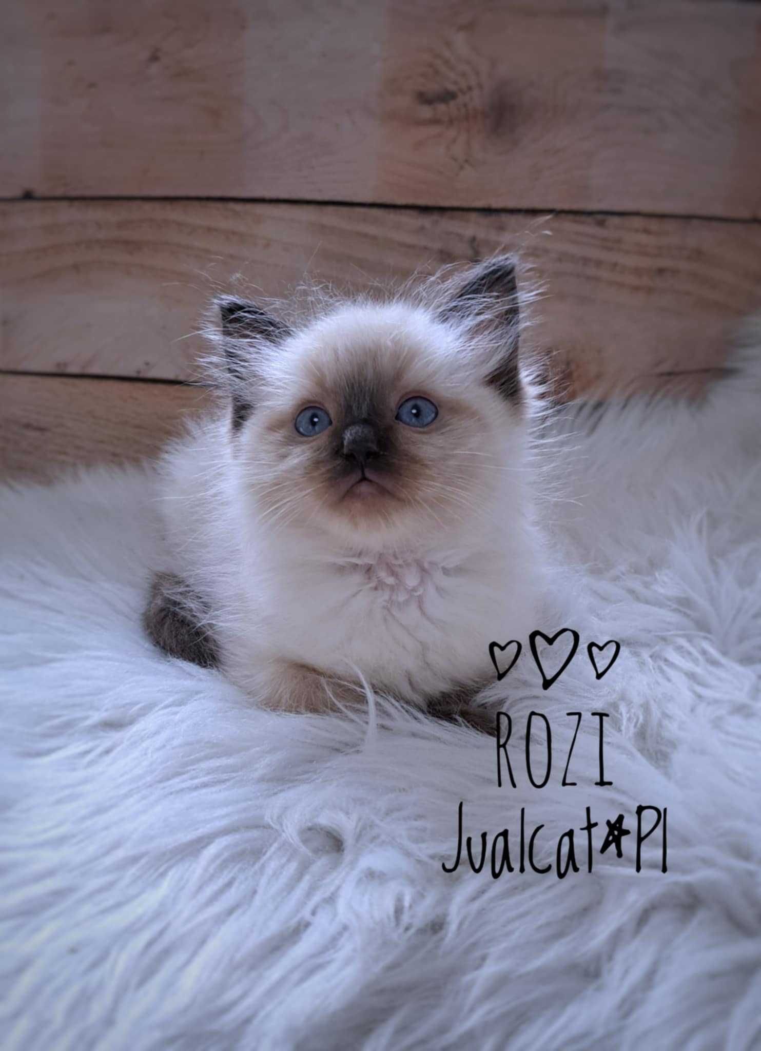 RAGDOLL Kotka seal colorpoint Rag n Rodówod FPL