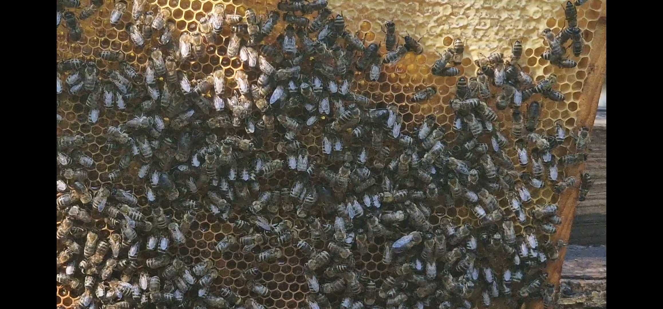 Бджолині відводки, пакети