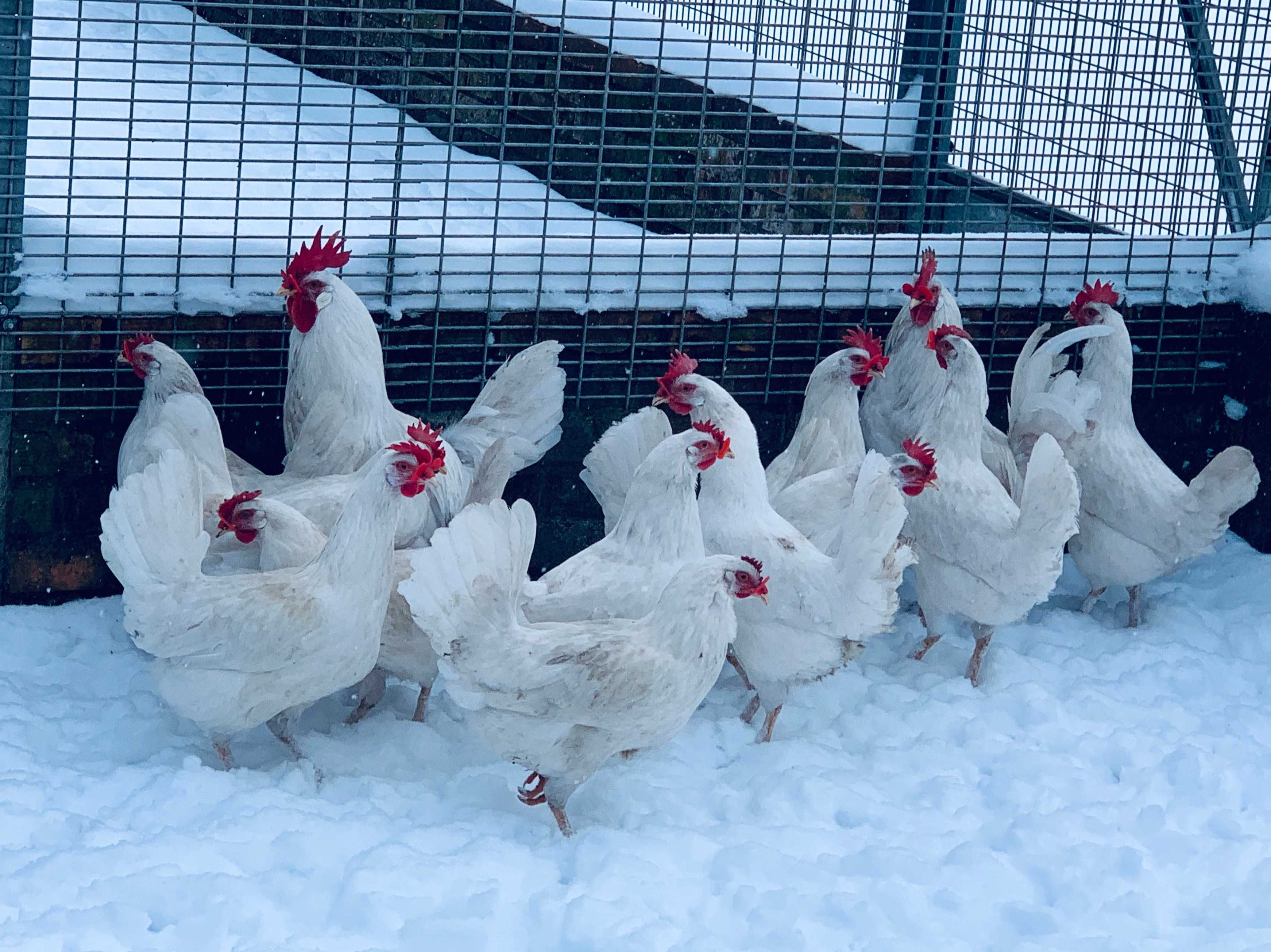 leghorn leghorny młode 2025 dostawa