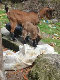 Vendo cabra com uma cria 150€ zona de viseu