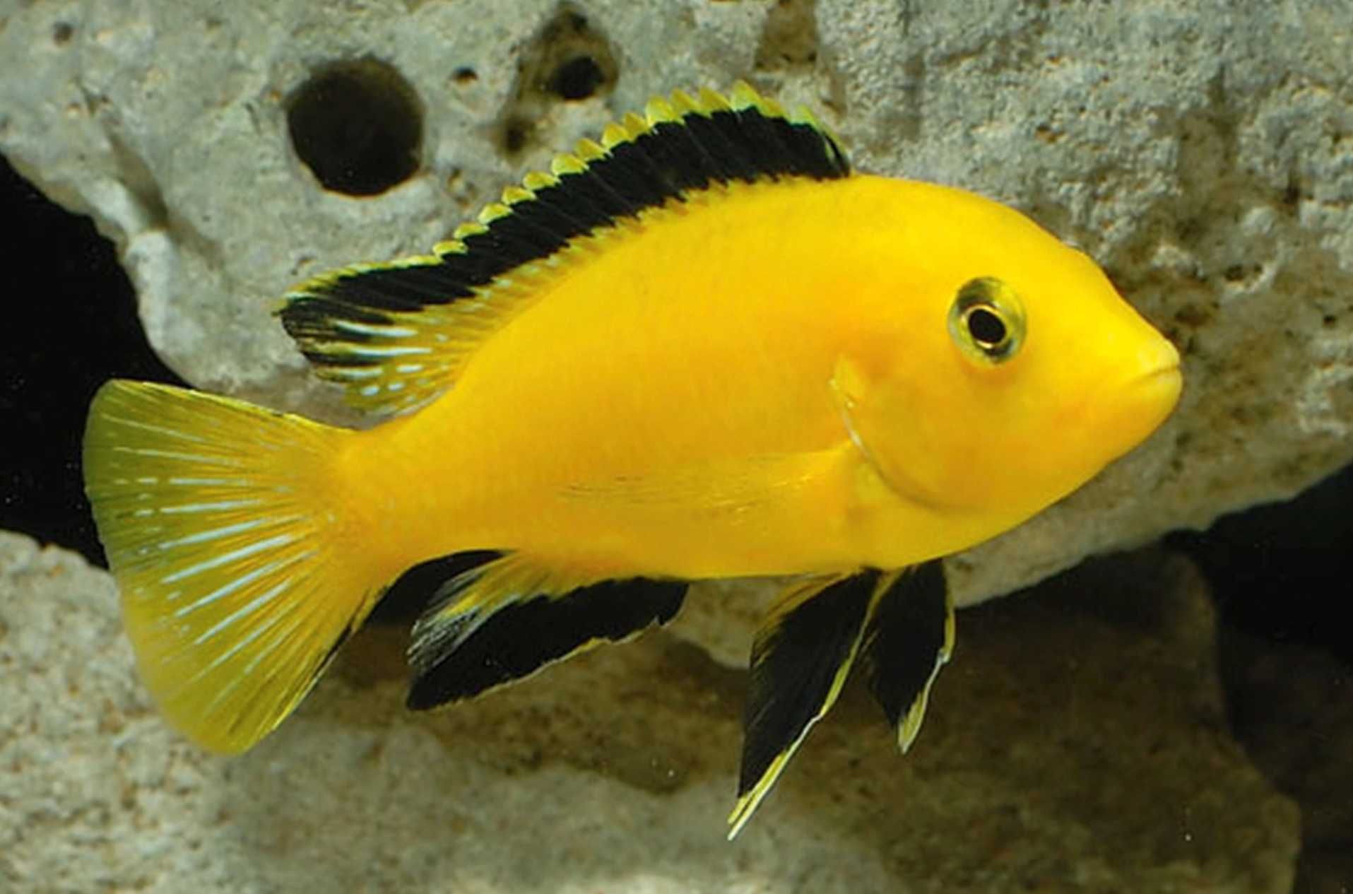 Labidochromis caeruleus yellow - dowóz, wysyłka