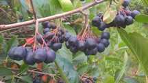 ARONIA z Gospodarstwa Ekologicznego