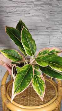 Aglaonema pink aurora